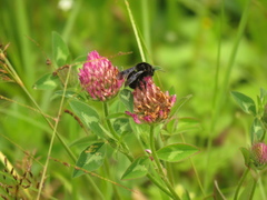 Bombus pauloensis
