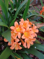 Clivia