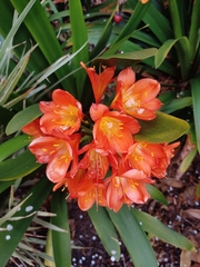 Clivia