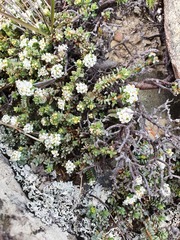 Pimelea urvilleana