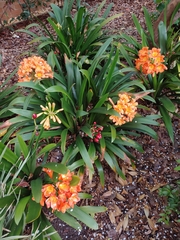 Clivia