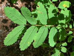 Sorbus sitchensis sitchensis