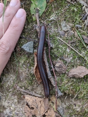Narceus americanus