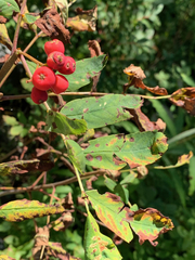 Sorbus sitchensis sitchensis