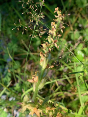 Platanthera stricta