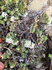 Pimelea urvilleana