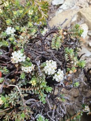 Pimelea urvilleana