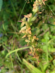 Platanthera stricta