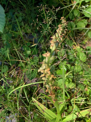 Platanthera stricta