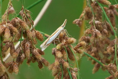 Crambus watsonellus