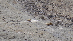 Marmota himalayana