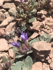 Collomia debilis debilis