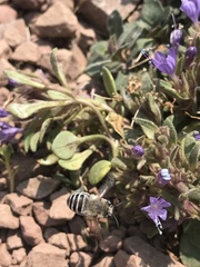 Collomia debilis debilis