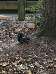 Sciurus carolinensis