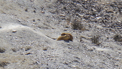 Marmota himalayana