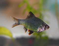 Sumatra Barb photo 4