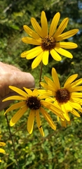 Helianthus silphioides