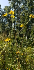 Helianthus silphioides
