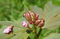 Jatropha macrorhiza