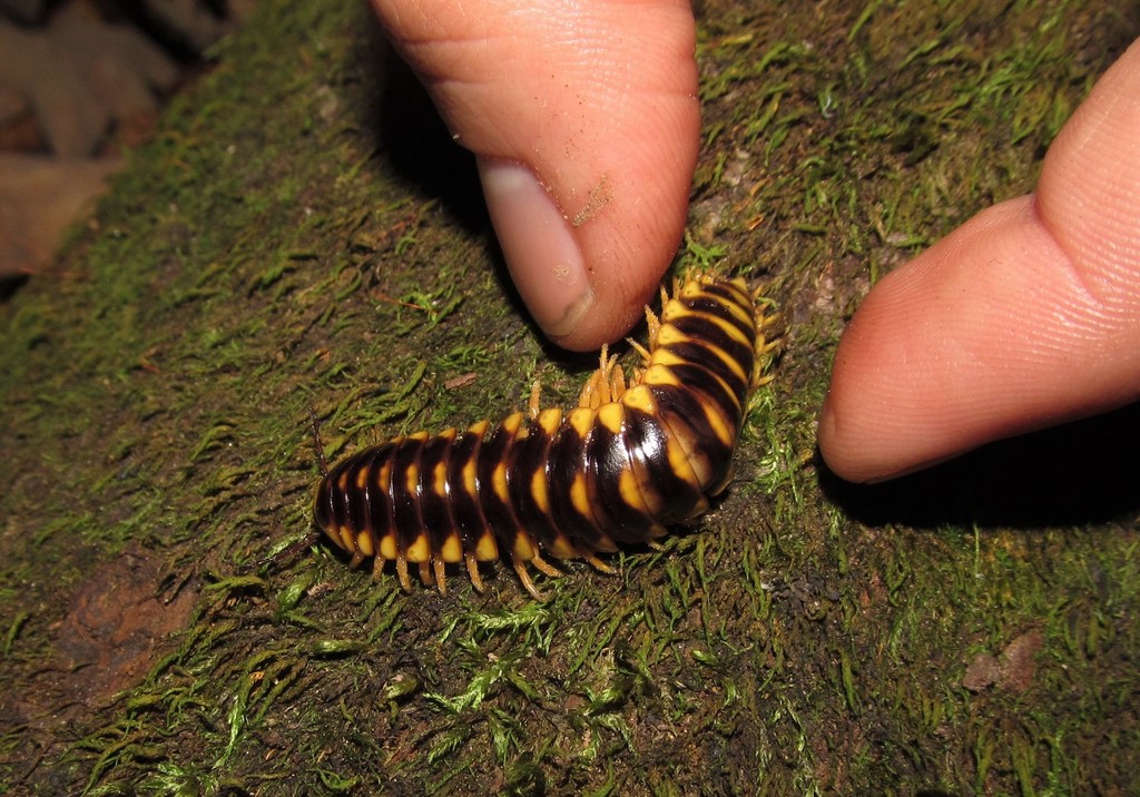 Brachoria conta