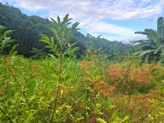 Tetradium ruticarpum