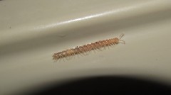 Chaetaspis albus