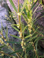 Notelaea linearis