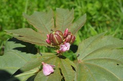 Jatropha macrorhiza