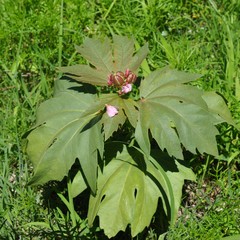 Jatropha macrorhiza