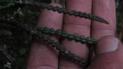 Melpomene moniliformis