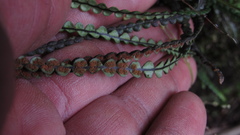 Melpomene moniliformis