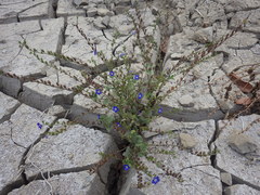 Phacelia viscida viscida