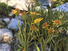 Arnica longifolia