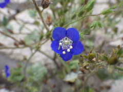 Phacelia viscida viscida