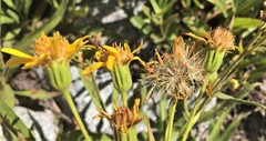 Arnica longifolia
