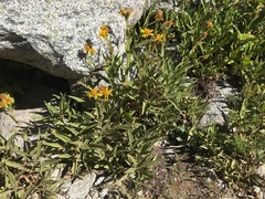 Arnica longifolia