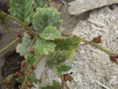 Phacelia viscida viscida