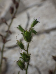 Phacelia viscida viscida