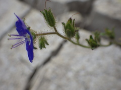 Phacelia viscida viscida