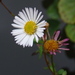 Mexican Fleabane - Photo (c) Anita, some rights reserved (CC BY-NC-SA)