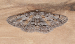 Stenoporpia pulmonaria