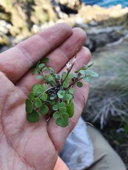 Cardamine forsteri