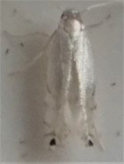 Paraleucoptera albella