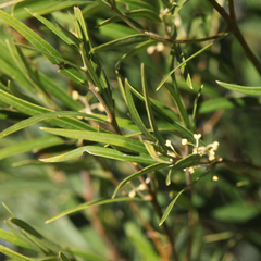 Notelaea linearis