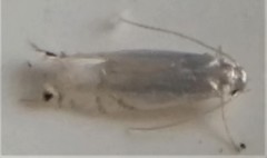 Paraleucoptera albella