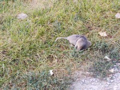 Geomys bursarius lutescens