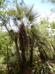 Trithrinax schizophylla