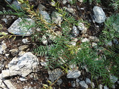 Astragalus versicolor