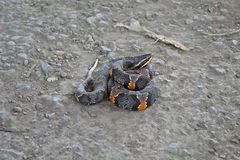 Mexican Moccasin photo 4