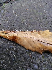 Physalacria stilboidea